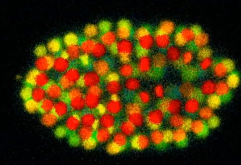 VisualizingEmbryogenesisLabeledHistoneReporter