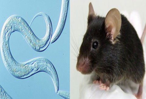 Conservation and evolution of neuronal gene expression programs