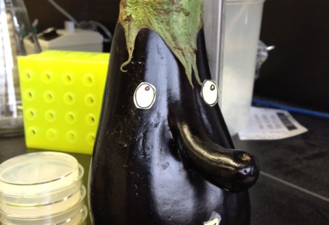 Mr.-Eggplant-whistle2