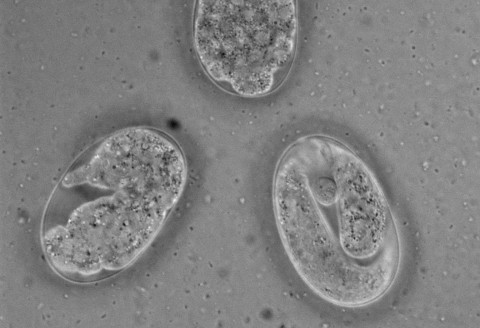 penguin-embryo