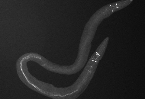 TwoHeadedWorm_480x340