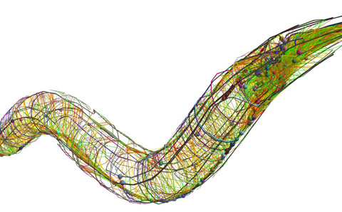 c-elegans-connectome_2
